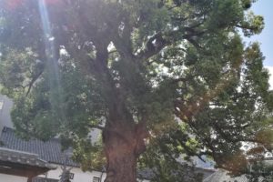 金陵の郷　御神木の楠