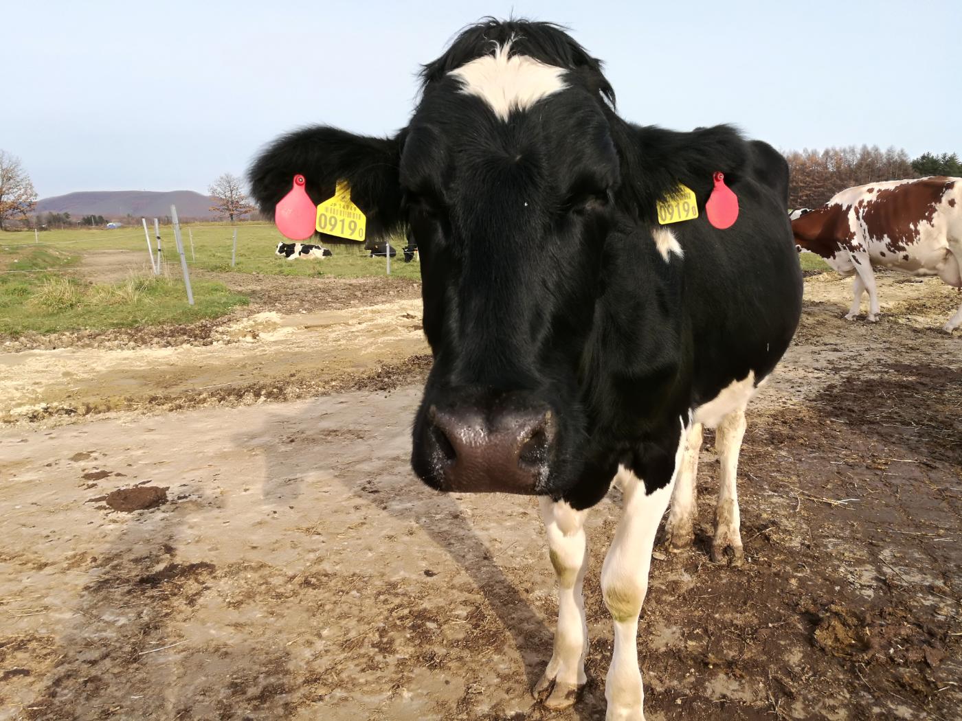 十勝放牧農場　石黒農場の牛